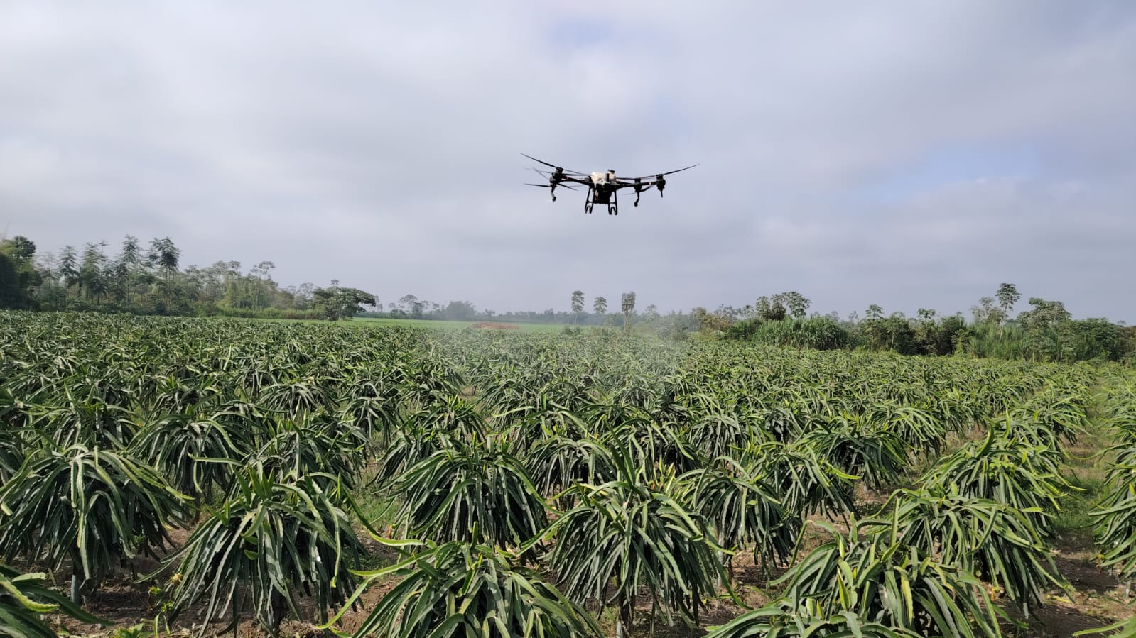SERVICIO DE FUMIGACION CULTIVO DE PITAHAYA, CON DRON AGRAS T40