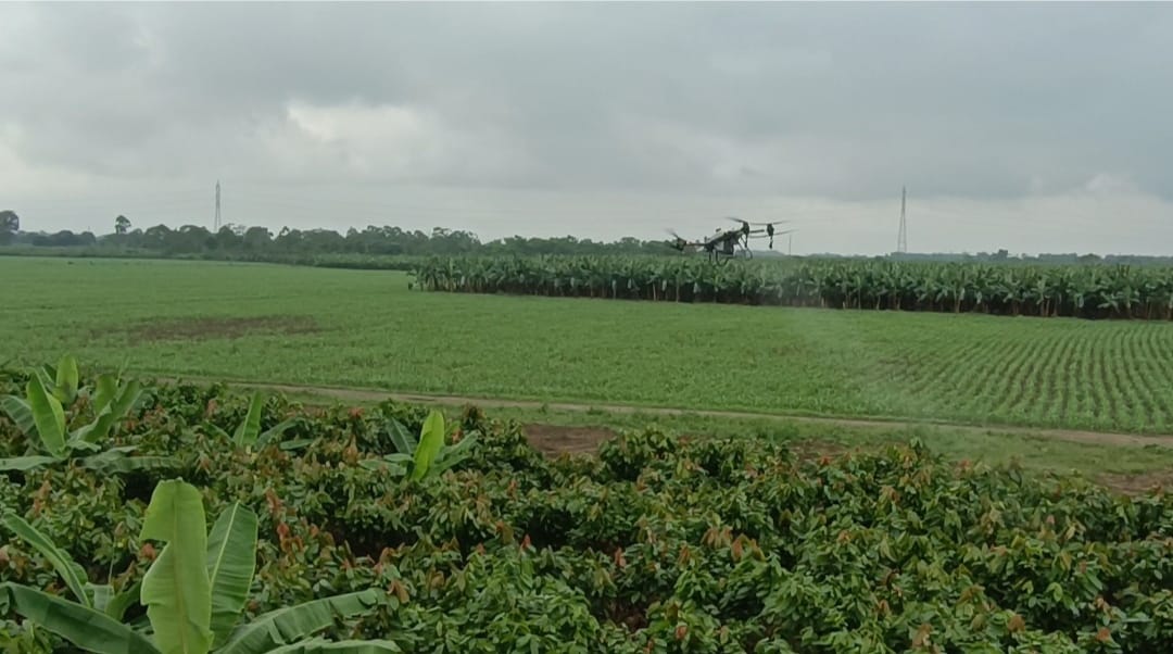 SERVICIO DE FUMIGACION CON DRON PLANTACION DE CACAO.